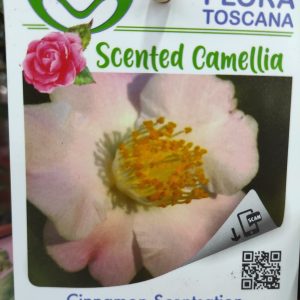 Camelia Perfumada - Cinnamon Scentsation