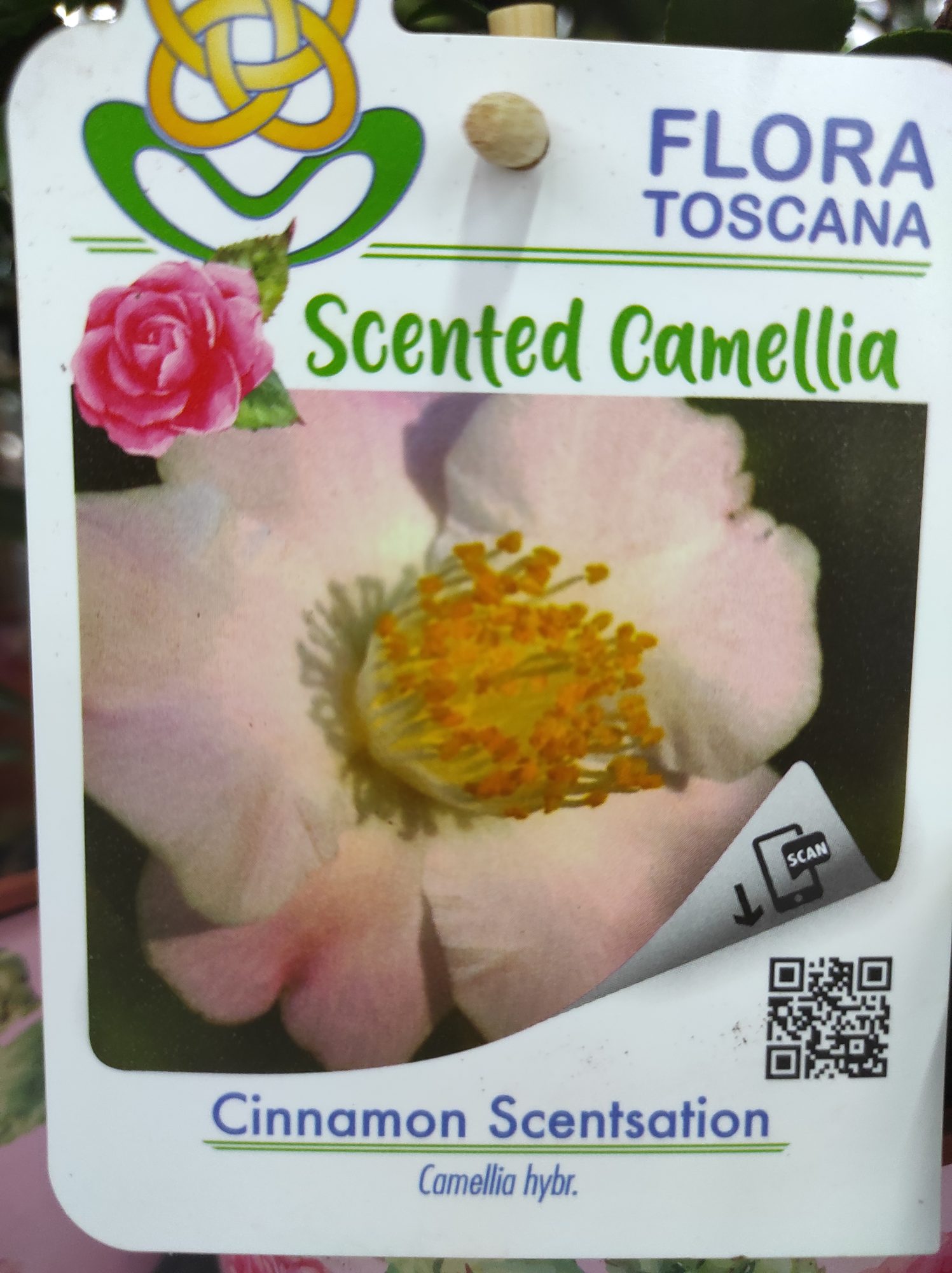 Camelia Perfumada - Cinnamon Scentsation