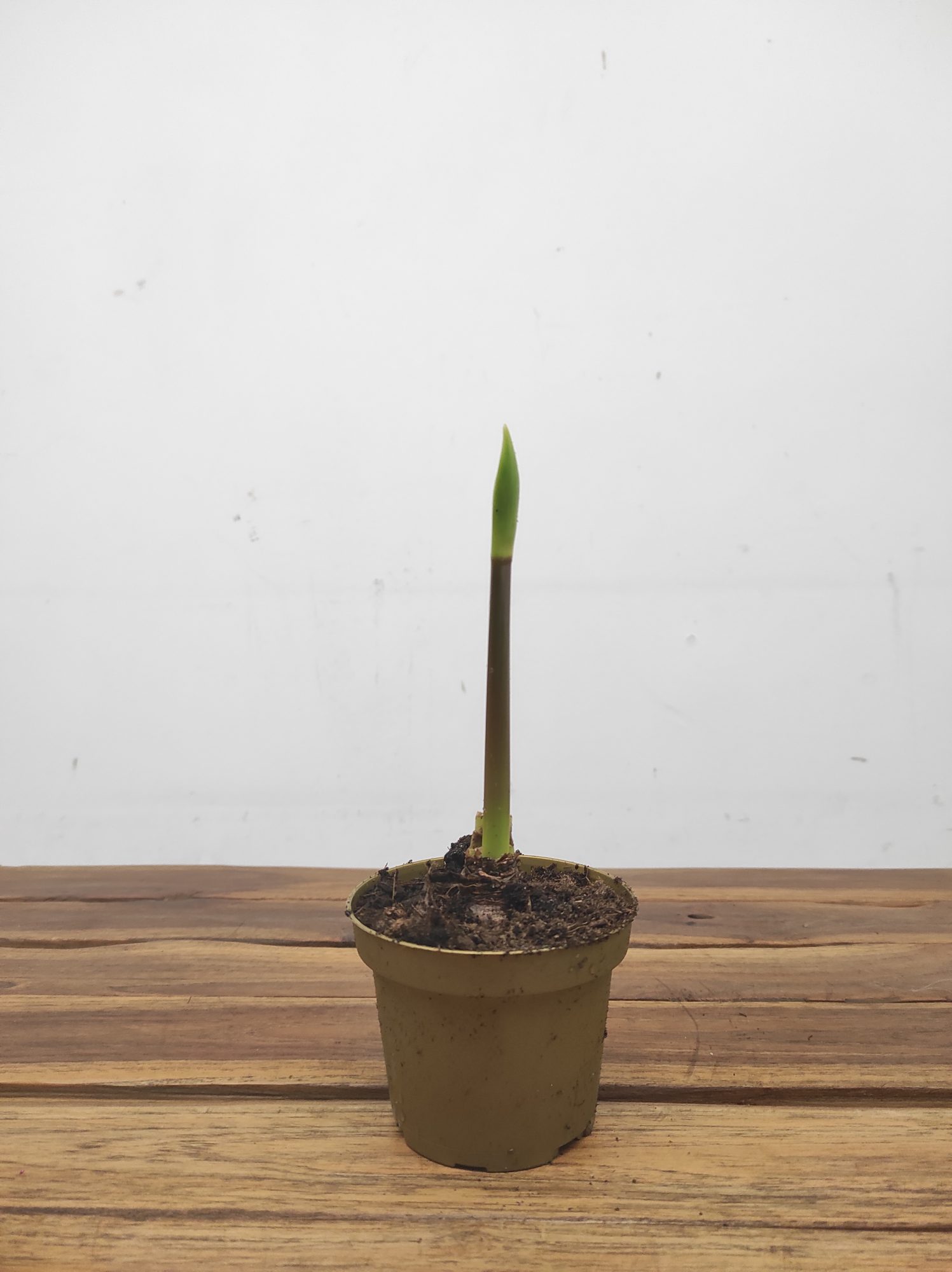 Amaryllis 'Juniper' - Image 2