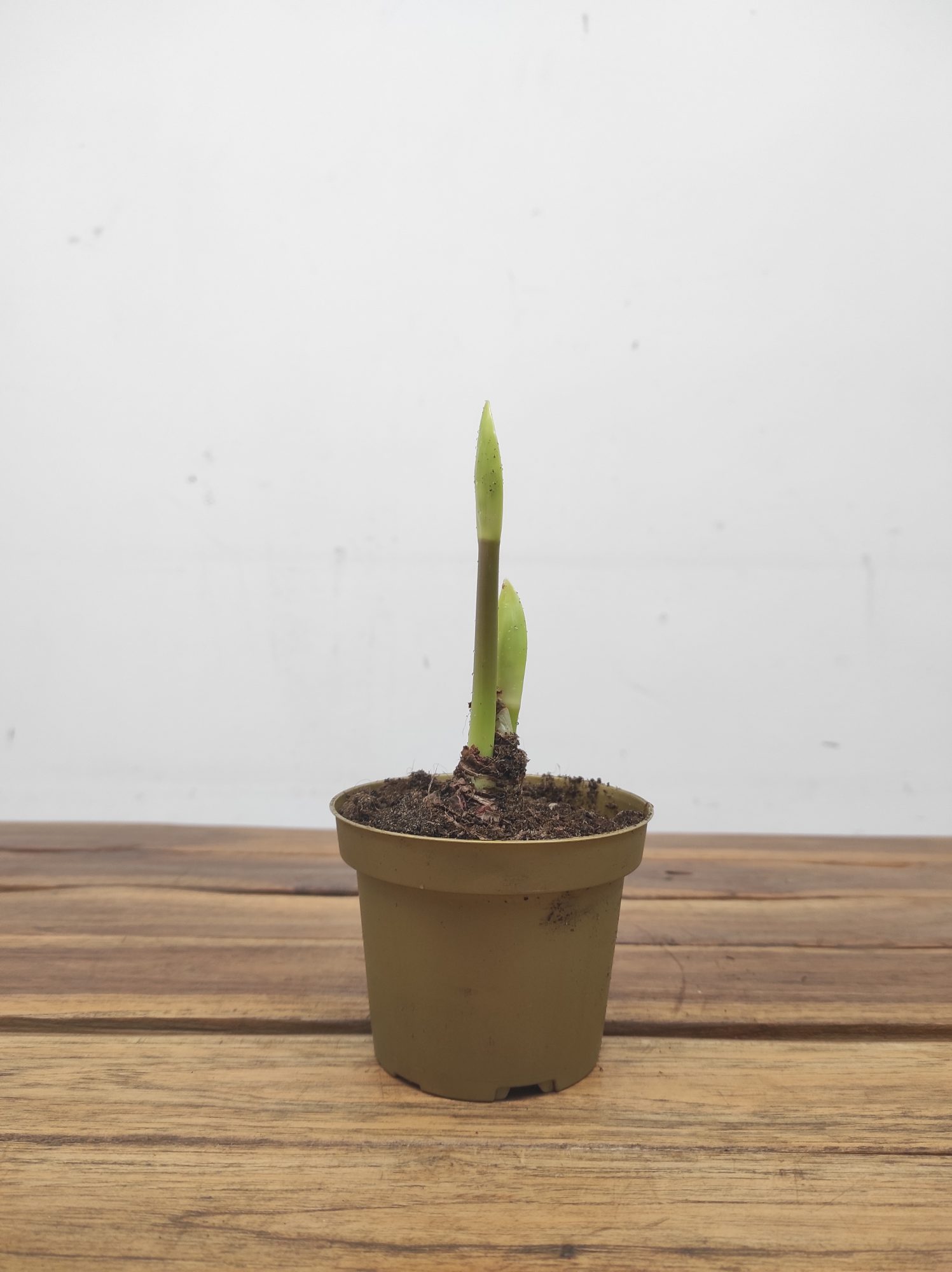 Amaryllis 'Safron' - Image 2