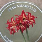 Amaryllis 'Swazi'