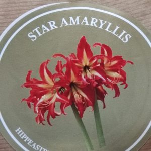 Amaryllis 'Swazi'