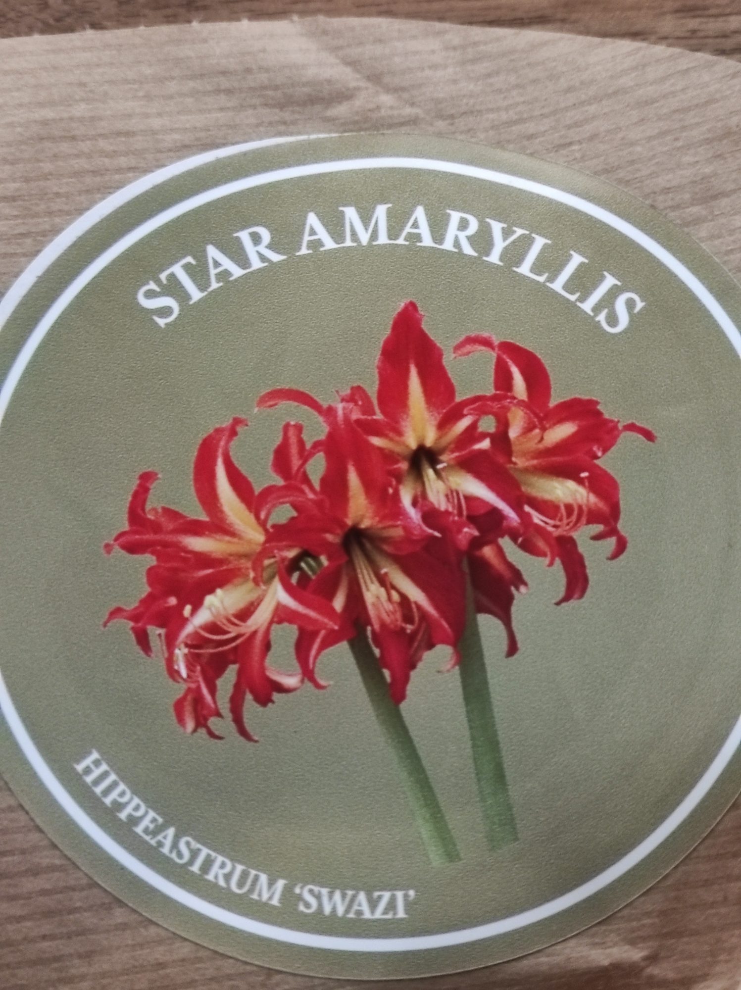 Amaryllis 'Swazi'