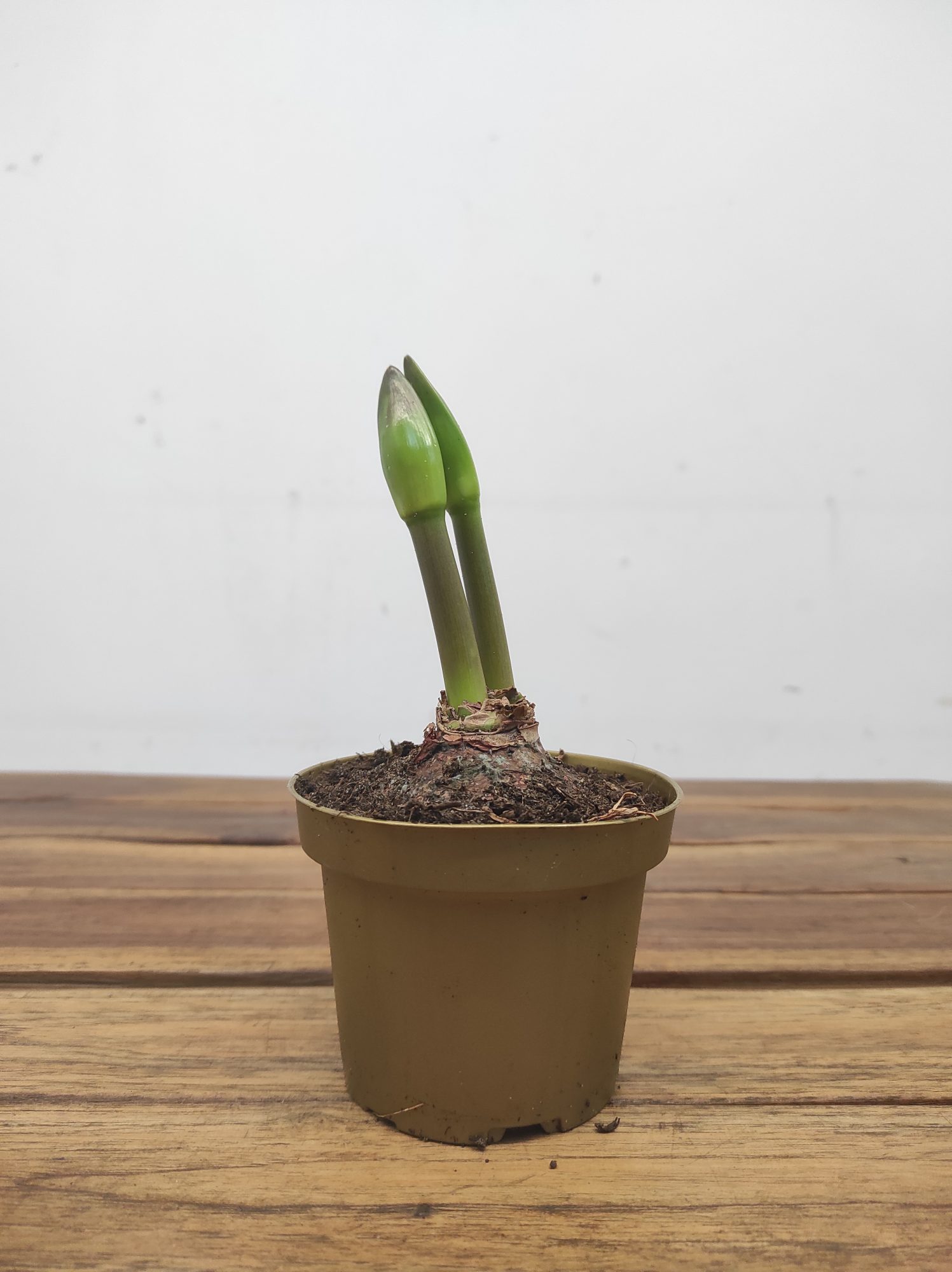 Amaryllis 'Swazi' - Image 2