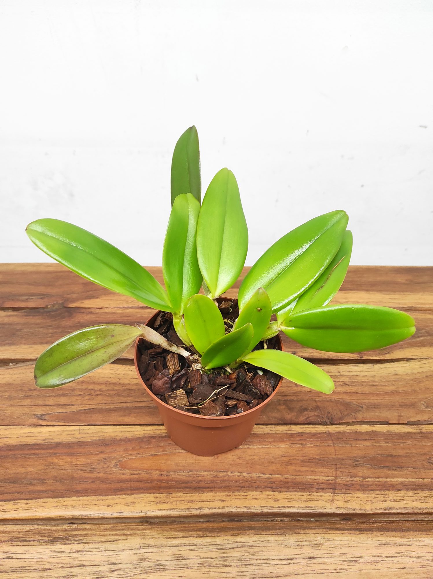 Cattleya Whitei Tipo - Sem Flor - Image 2