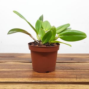 Cattleya Whitei Tipo - Sem Flor