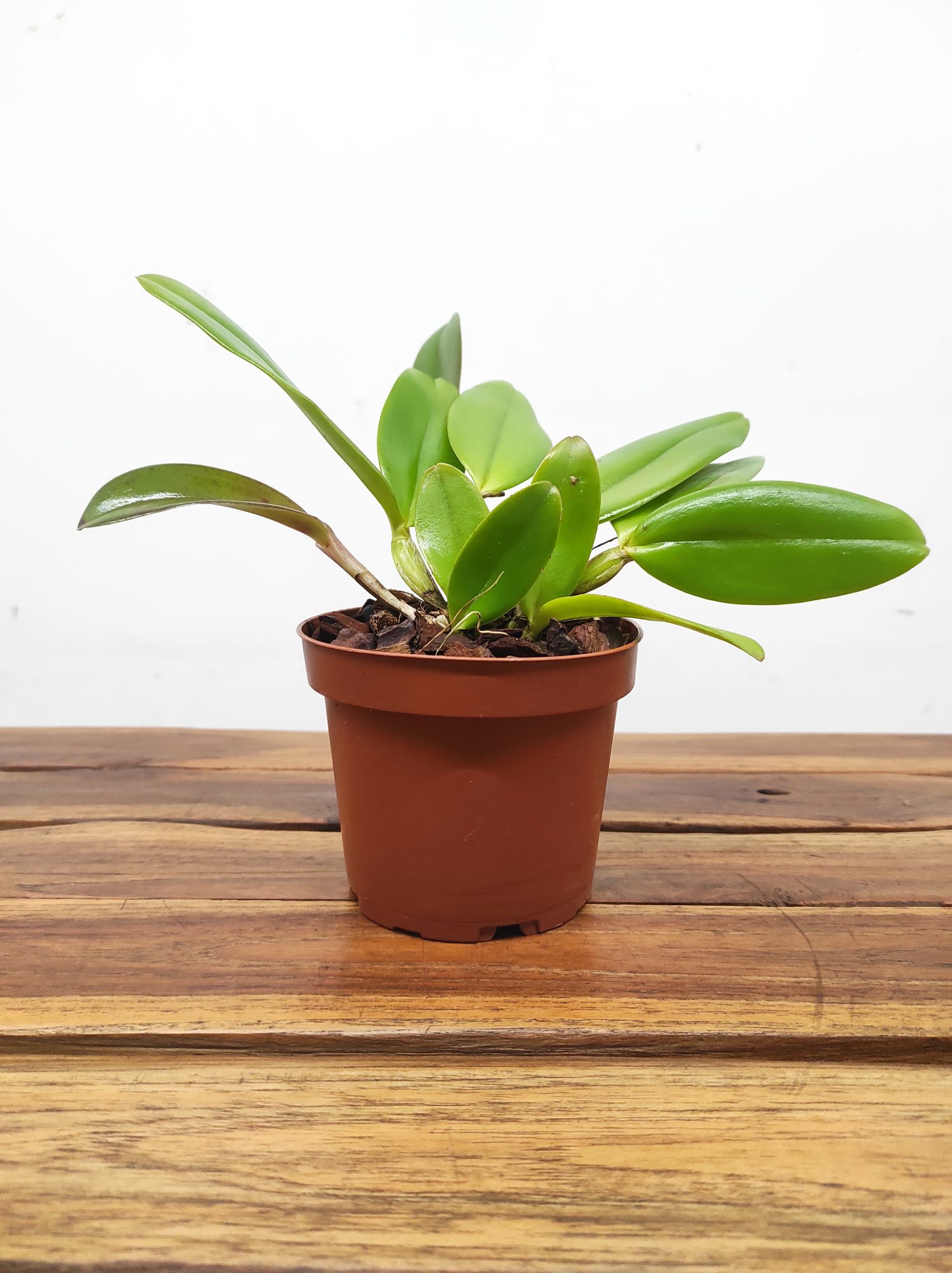 Cattleya Whitei Tipo - Sem Flor