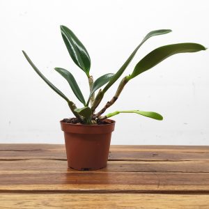 Lc. Blue Angel Glove SM/Joga - Sem Flor