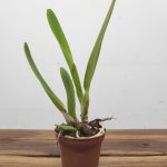 Laelia Purpurata Var. Werkhaeuseri Striata - Sem Flor