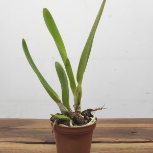 Laelia Purpurata Var. Werkhaeuseri Striata - Sem Flor