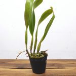 Potinara Chief Emperor Carmen - Sem Flor