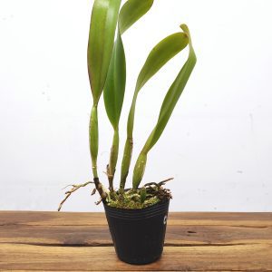 Potinara Chief Emperor Carmen - Sem Flor