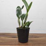 Rlc. Np Gold Monkey Butt - Sem flor