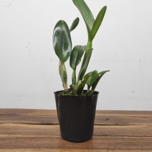 Rlc. Np Gold Monkey Butt - Sem flor