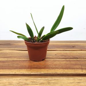 Cattleya Luteola - Sem Flor