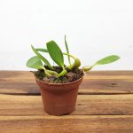 Bulbophyllum Tremulum - Sem Flor