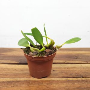 Bulbophyllum Tremulum - Sem Flor