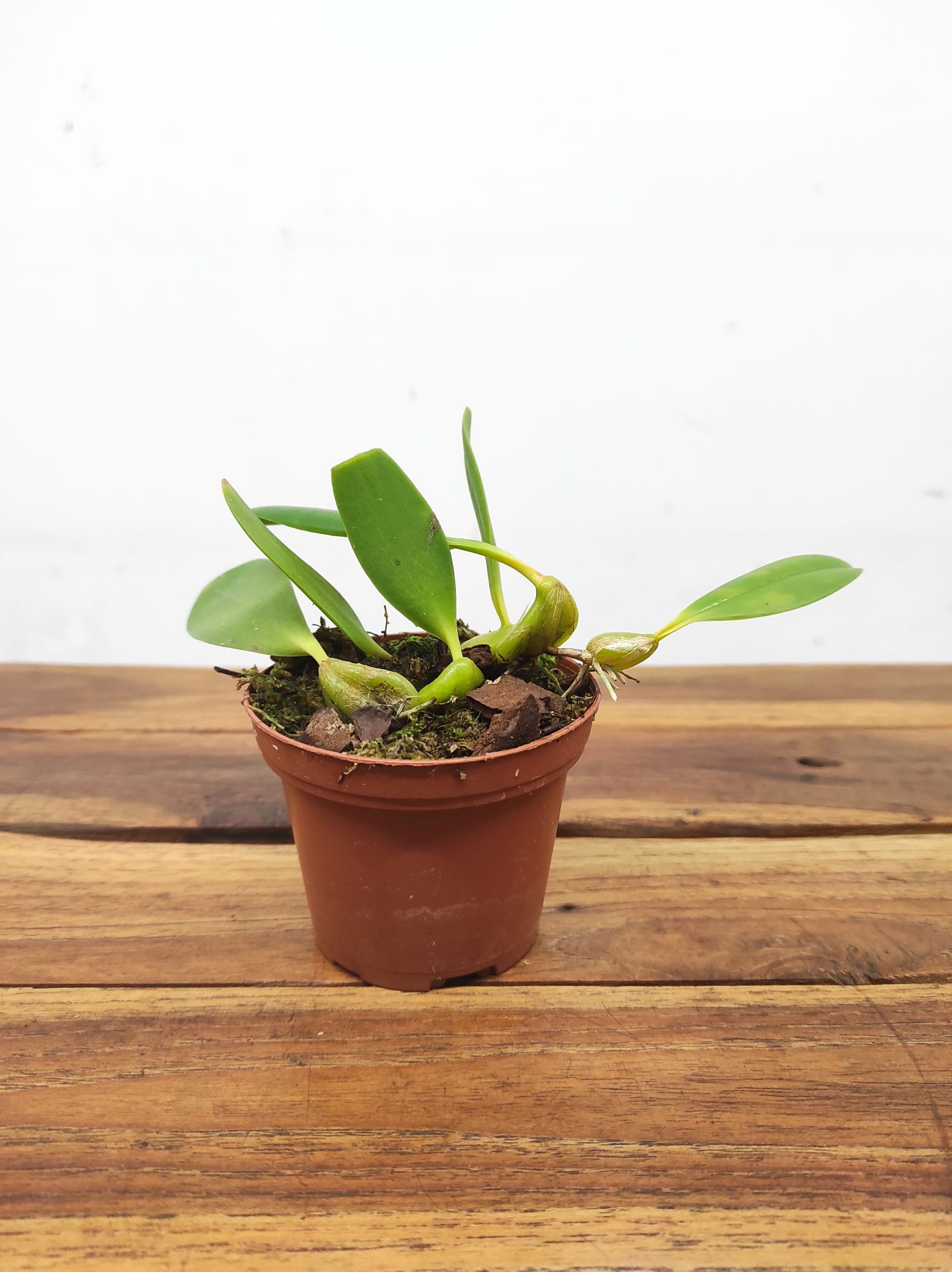 Bulbophyllum Tremulum - Sem Flor