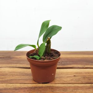 Dendrobium Tapiniense - Sem flor