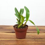 Dendrobium Shiraishii - Sem Flor