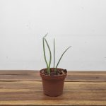 Encyclia Cyperifolia - Sem Flor