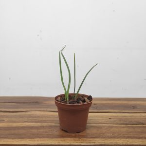 Encyclia Cyperifolia - Sem Flor