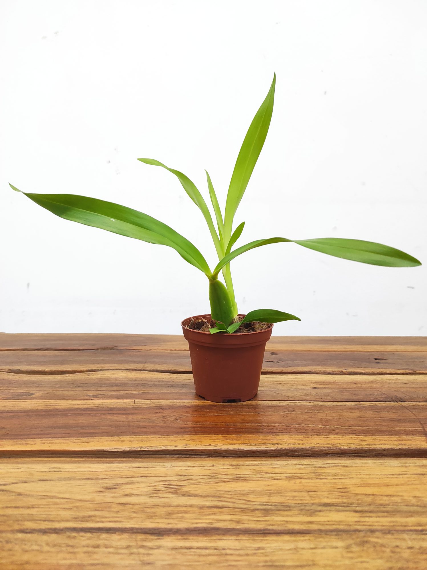 Anacheilium Bulbosum - Sem Flor