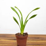 Cymbidium Cricket - Sem Flor