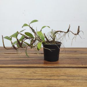 Bulbophyllum Falcatum - Sem Flor