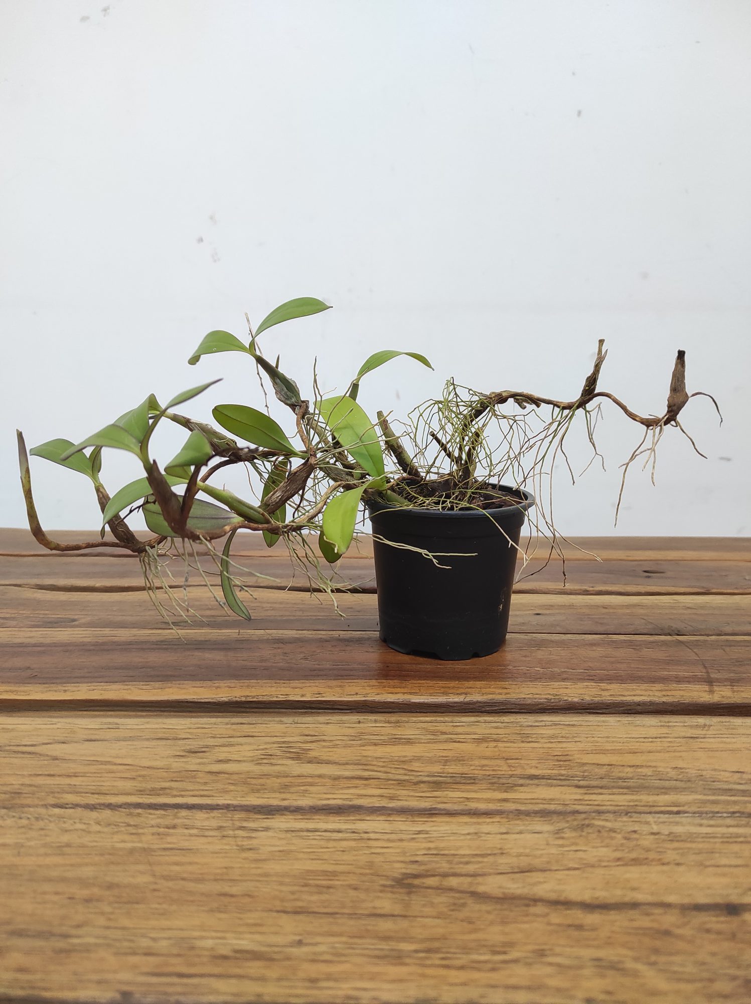 Bulbophyllum Falcatum - Sem Flor