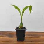 Lycaste Xytriophora x Wyld Unicorn - Sem Flor