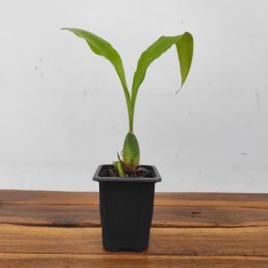 Lycaste Xytriophora x Wyld Unicorn - Sem Flor