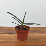 Renanthera Monachica - Sem Flor