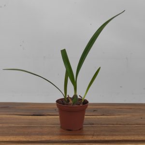 Encyclia Patens - Sem Flor
