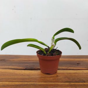 Cattleya Jenmanii Var. Semi Alba - Sem Flor