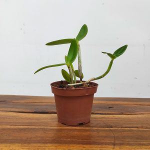 Cattleya Intermedia Flamea Coerulea - Sem flor