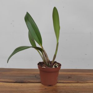 Slc Orquidacea´s Primeiro Amor x Lc. Blazing Treat - Sem flor