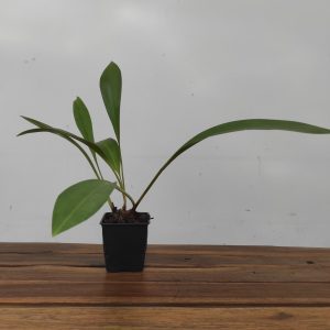 Cymbidium Devonianum - Sem flor