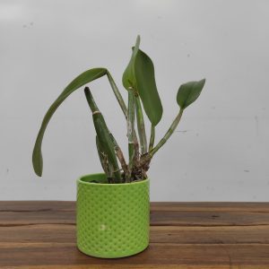 Rlc. Village Chief Triumph - Sem Flor