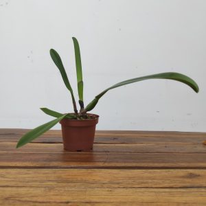 Cattleya Iricolor - Sem Flor