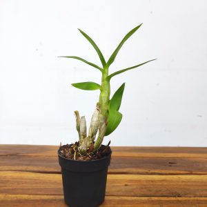 Dendrobium Bigibbum Variegata  - Sem Flor