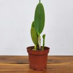 Cattleya Labiata Fogo De Serra X Caliman - Sem Flor