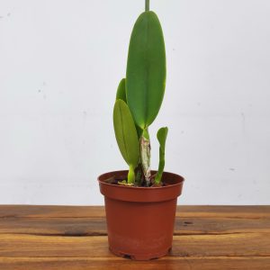 Cattleya Labiata Fogo De Serra X Caliman - Sem Flor