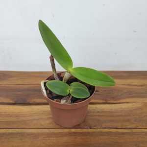 Cattleya Amethystoglossa Var. Aurea - Sem Flor