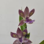 Zygopetalum 'Louisendorf' V.9