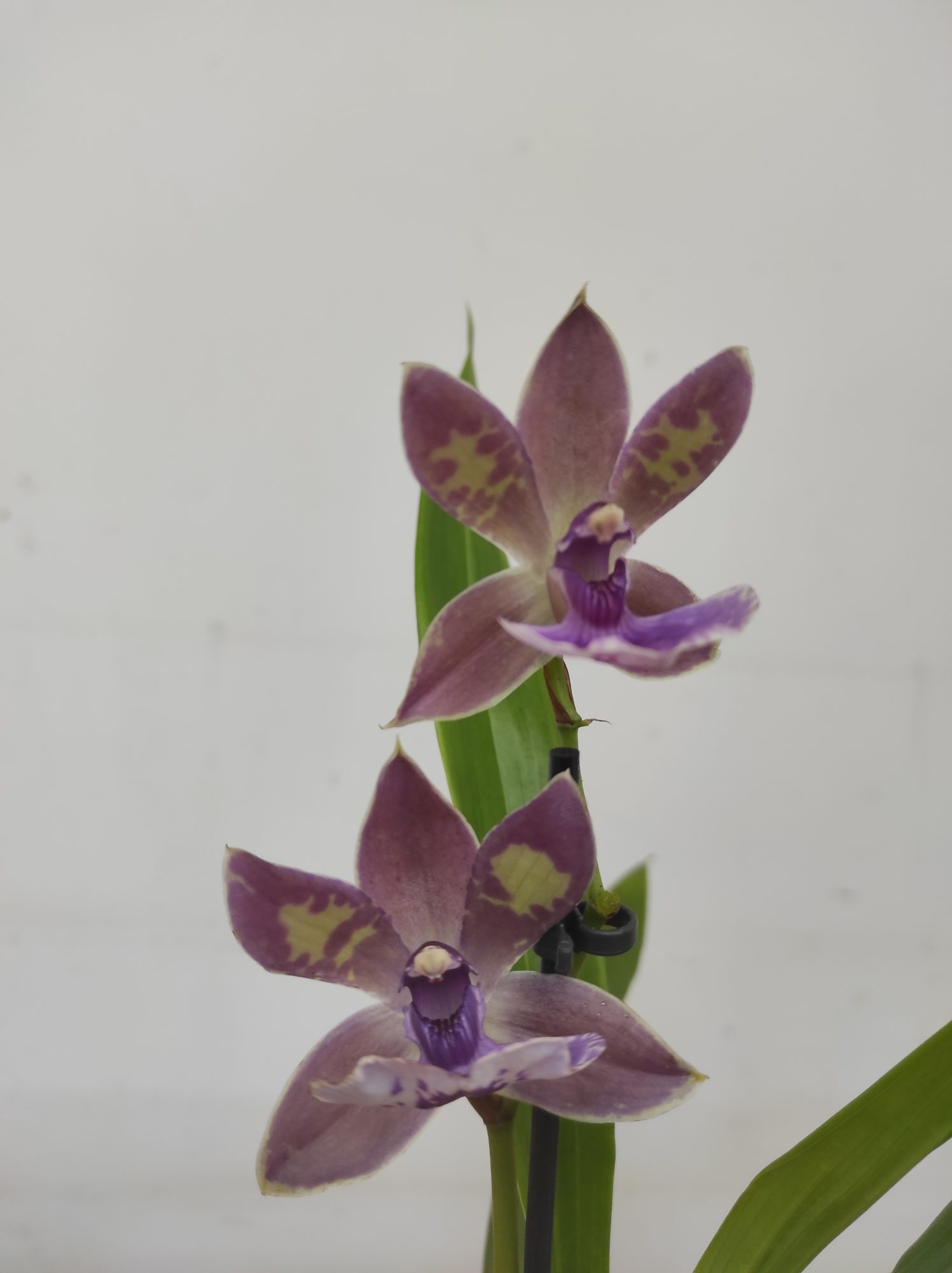 Zygopetalum 'Louisendorf' V.9