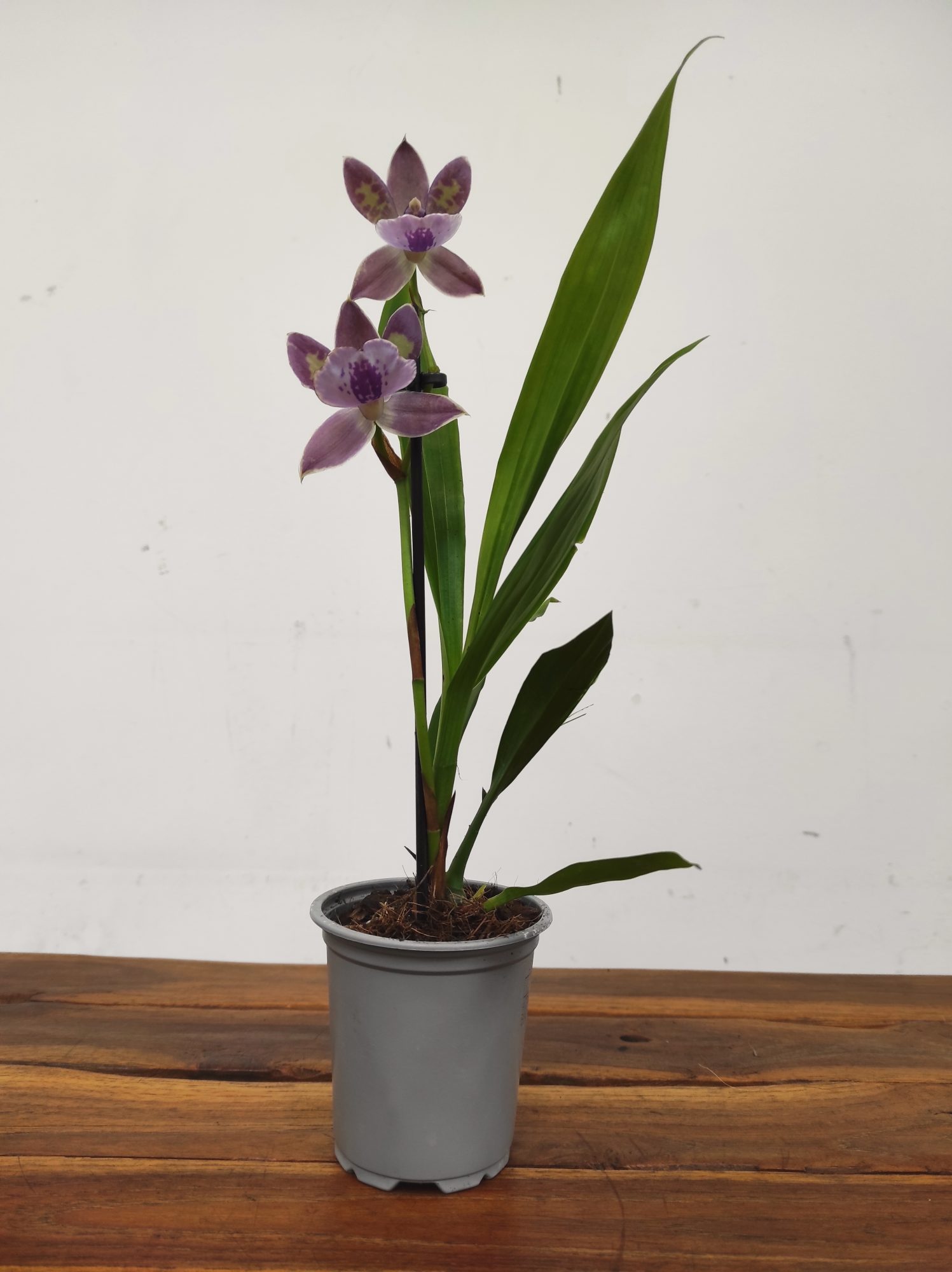 Zygopetalum 'Louisendorf' V.9 - Image 2