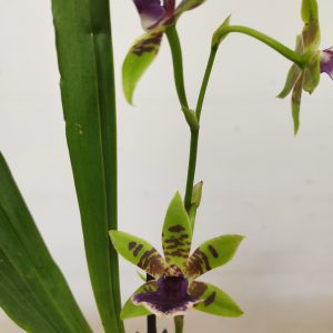Zygopetalum 'Louisendorf' V.9