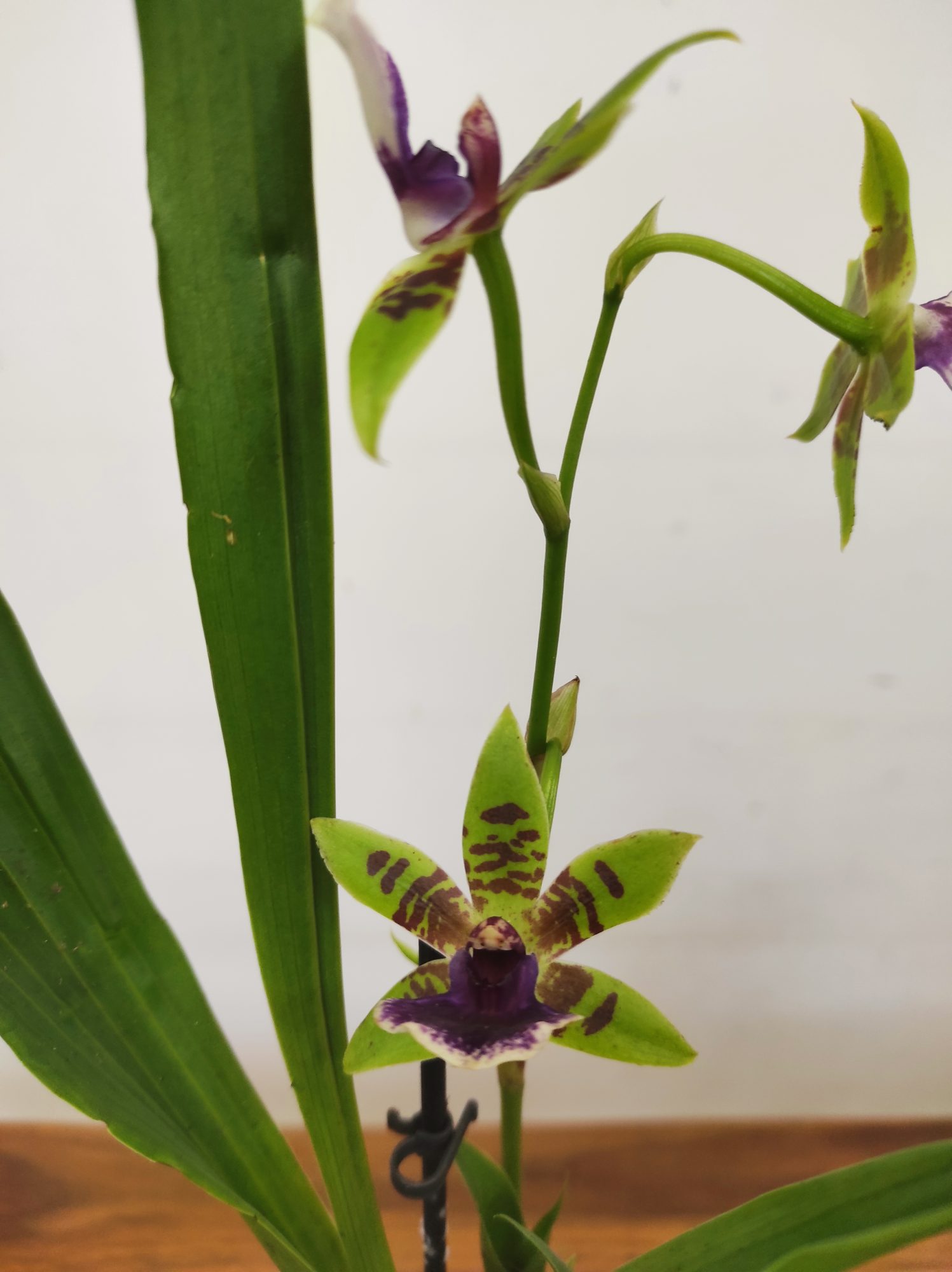 Zygopetalum 'Louisendorf' V.9
