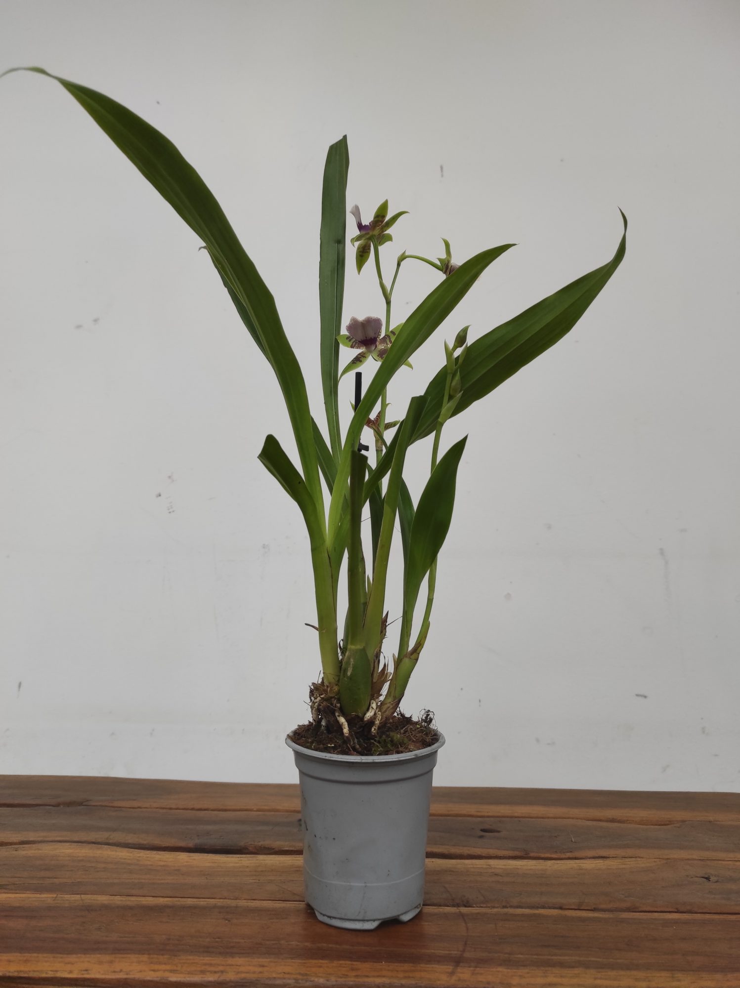 Zygopetalum 'Louisendorf' V.9 - Image 2